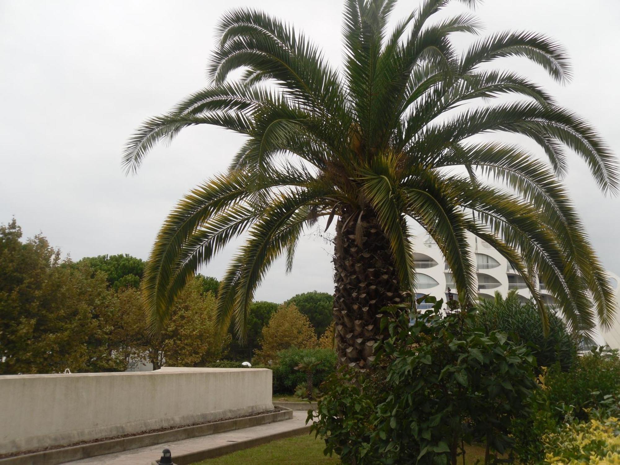 Vittoria Immobilier 9 -Reglement Sur Place - Cheques Vacances Acceptes La Grande Motte Dış mekan fotoğraf